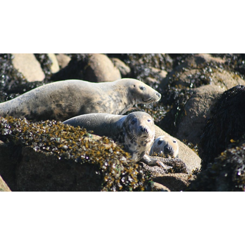Dublin Bay Boat Dive (Local sites)