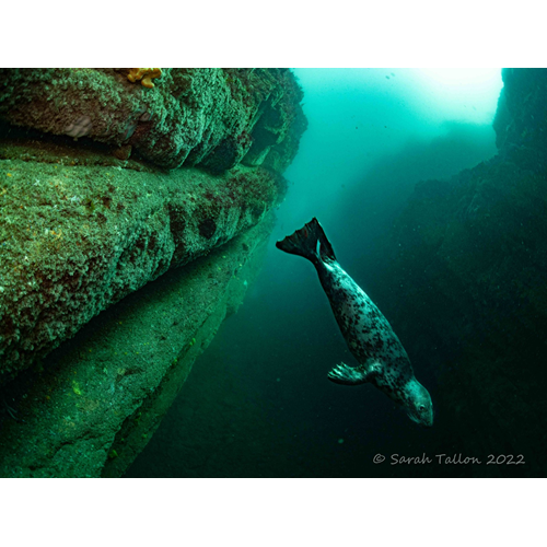 Openwater Diver