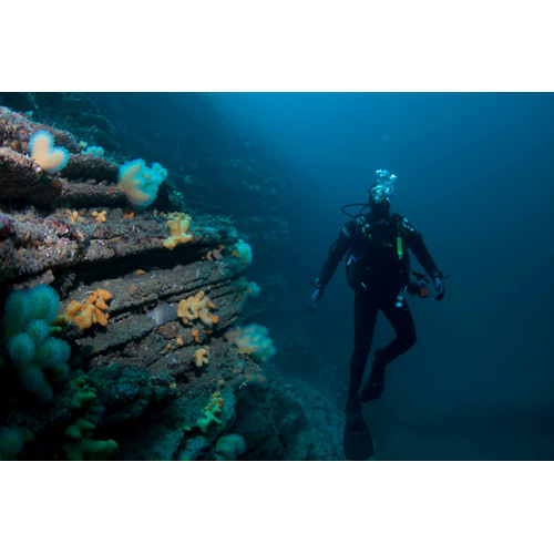 Quilty 4 Dive Package (200 euro Club Member)