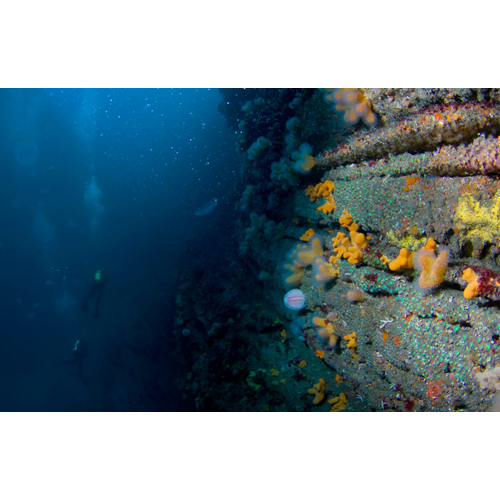 Quilty 4 Dive Package (200 euro Club Member)