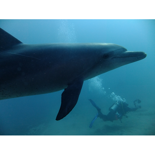 Egypt Liveaboard - Get Hammered 2025